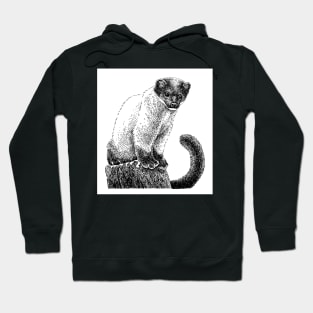 Yellow-throated marten Hoodie